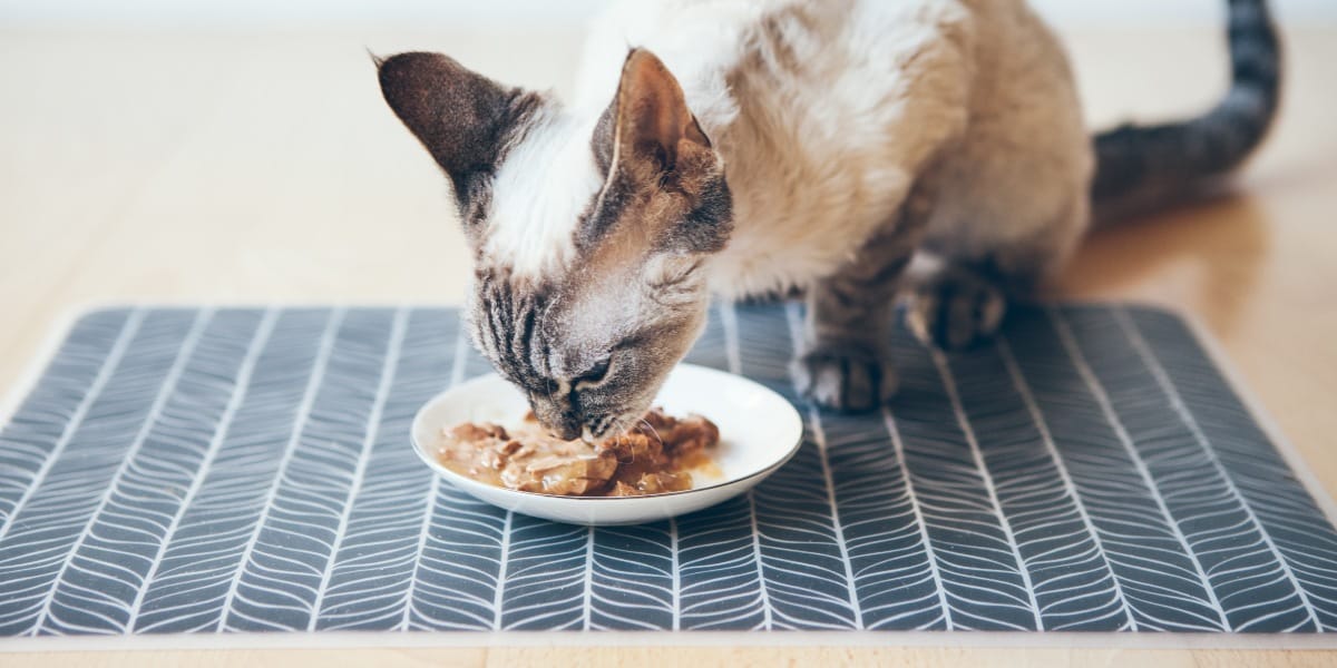 Welches Nassfutter für SeniorKatzen ist das beste? Wamiz